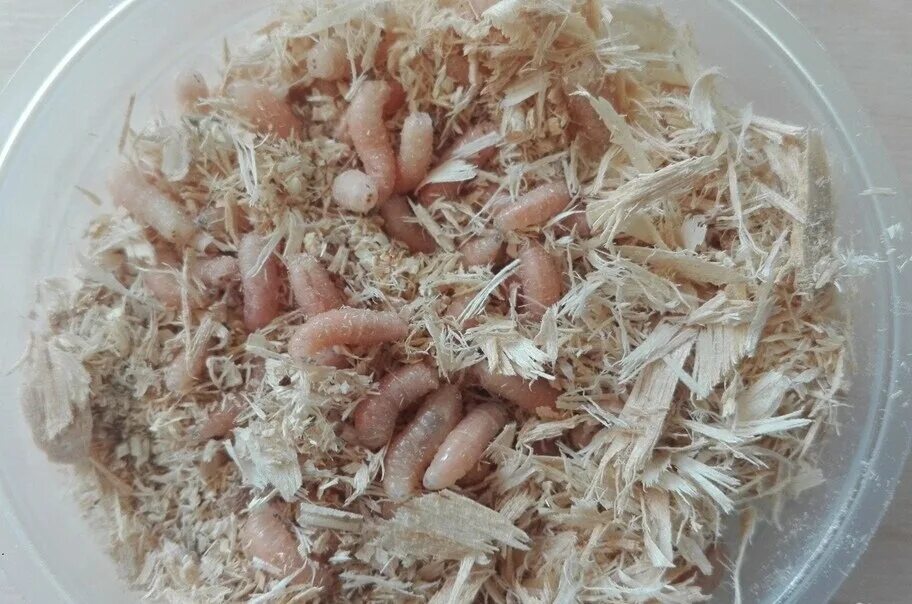 Опарыши что это