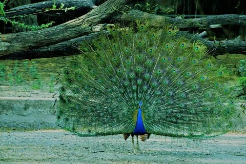 As happy as a peacock