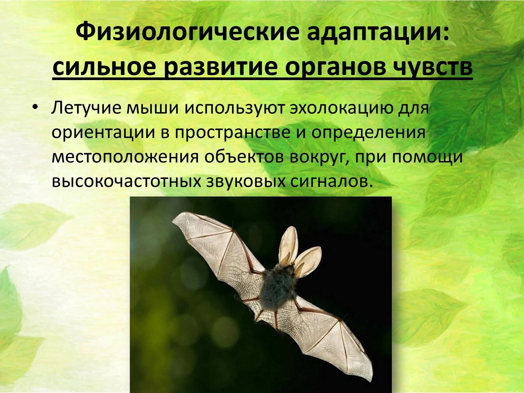 Особенности физиологической адаптации. Физиологические адаптации. Физиологические адаптации животных. Физиологические адаптации примеры животных. Летучая мышь физиологическая адаптация.