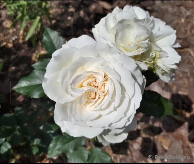 розы курск. курская букеты. розы курск. букет из 201 розы. букет красных роз жених.