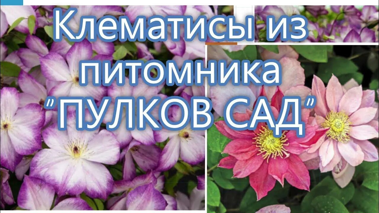 Morning lilac пион пулков сад. Пион салмон дрим. Сады сибири питомник. Пион бразер чак. Пион мей лайлак.