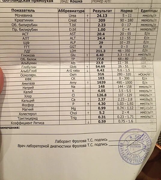 Аст алт повышена у собак. Показатели креатинина при почечной недостаточности у собак. Повышенное алт у собаки. Биохимический анализ крови у собак при почечной недостаточности. Диета при почечной недостаточности у собак.