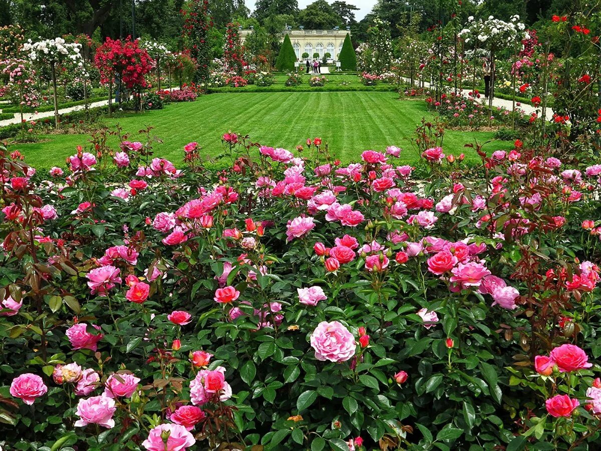 Rose france. Rose france. Роза йеллоу квин элизабет. Розарий дэвида остина. Роза парковая бутон де роз.