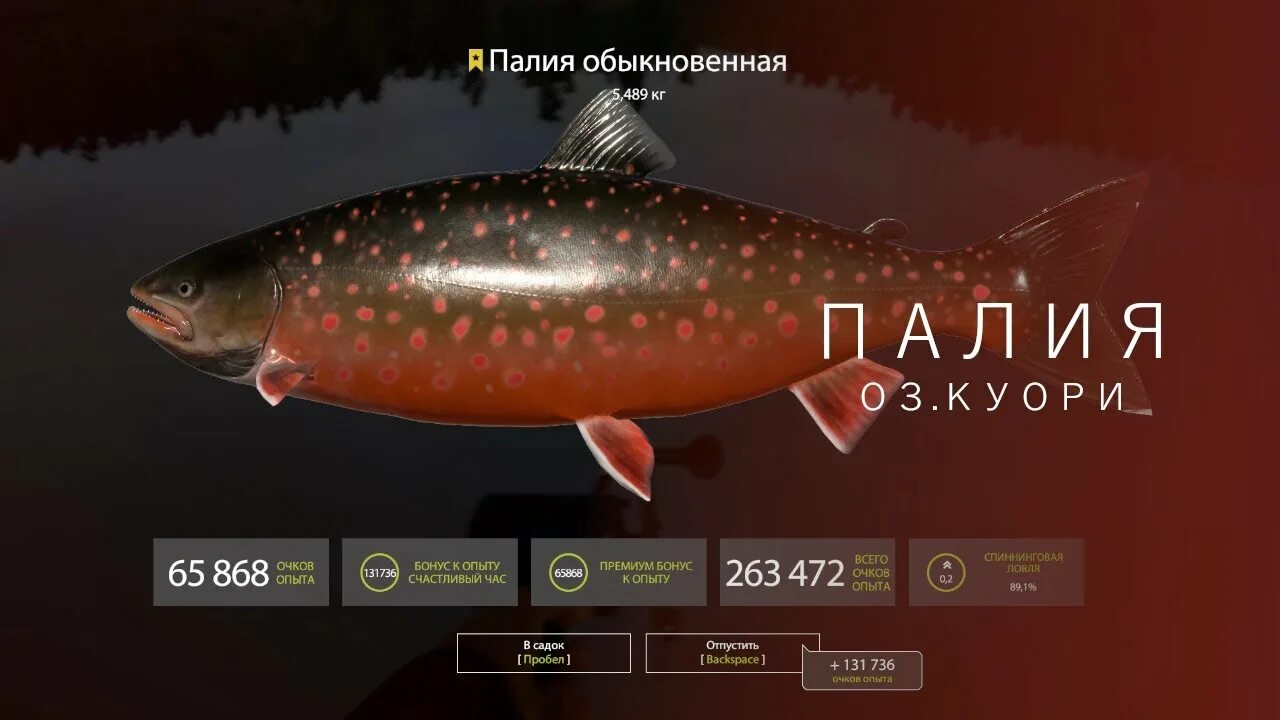 Палия русификатор. Палия трофей. палия обыкновенная. палия игра.