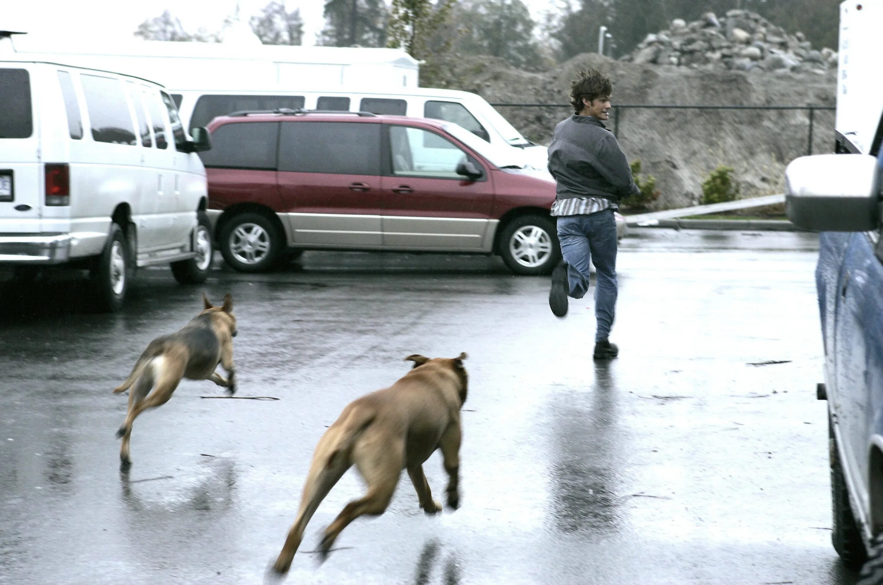 Пес сбежал. Убегает от собаки. Человек бежит от собаки. Человек убегает от собаки. Собака бежит за человеком.