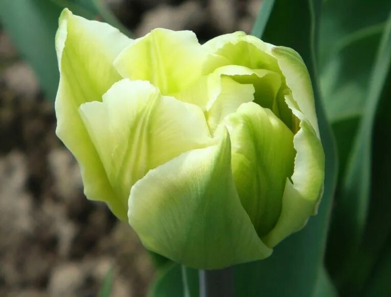 Зеленые тюльпаны фото Green Tulips project 366 #75 Tulips, Beautiful flowers, Green