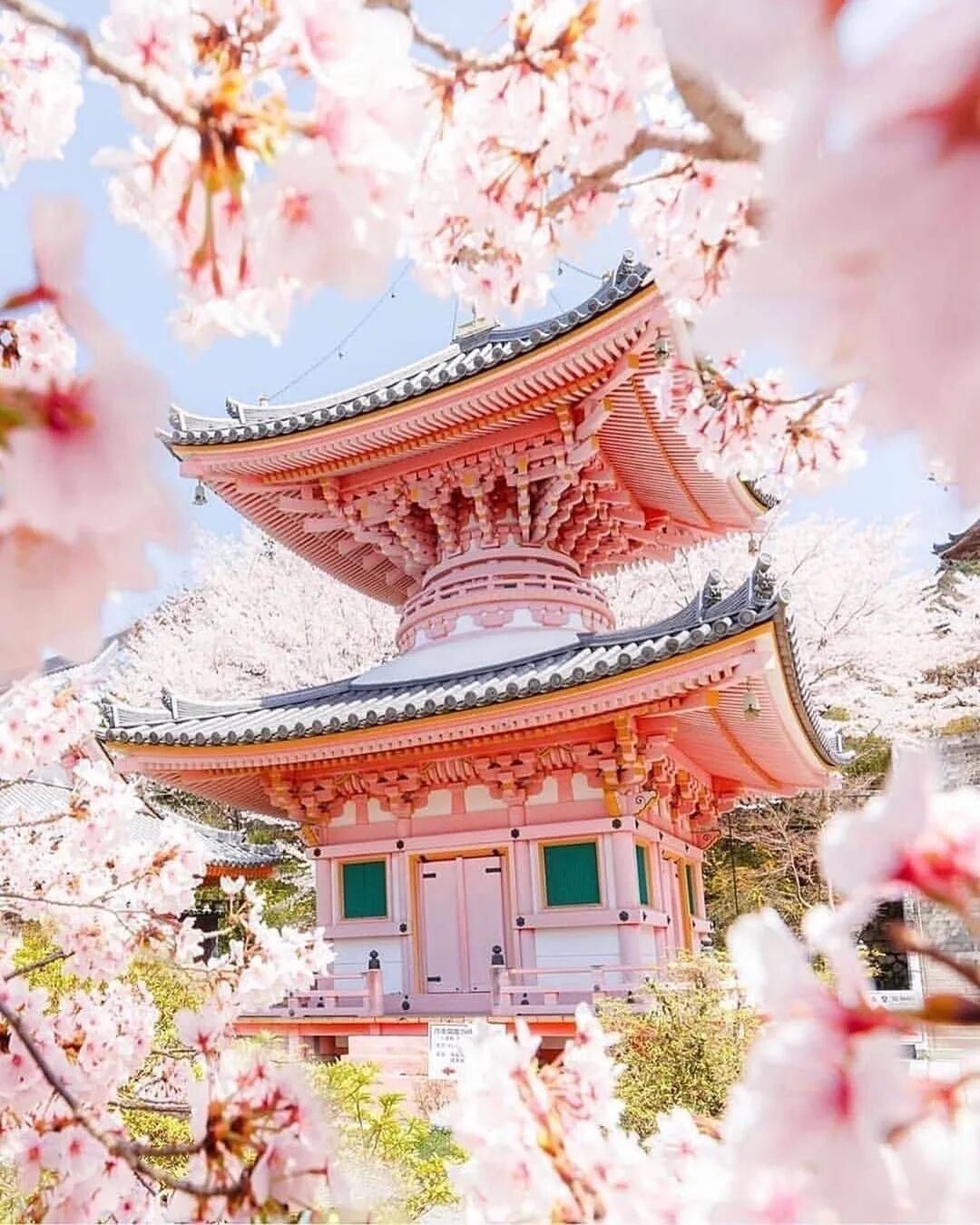 Лучшие японско корейские. Киото храм Сакура. Япония Сакура храм. Сакура пагода Япония. Киото Расцвет Сакуры.