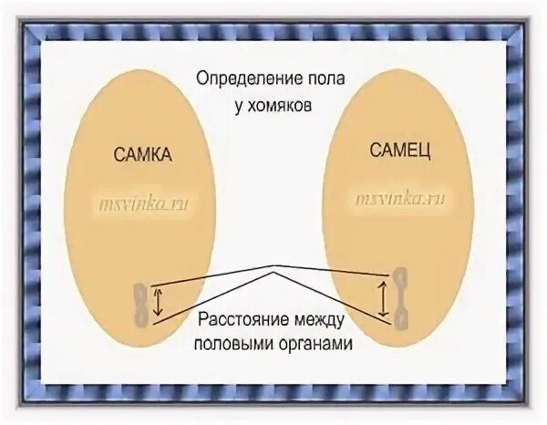Как отличить хомяка мальчика от девочки