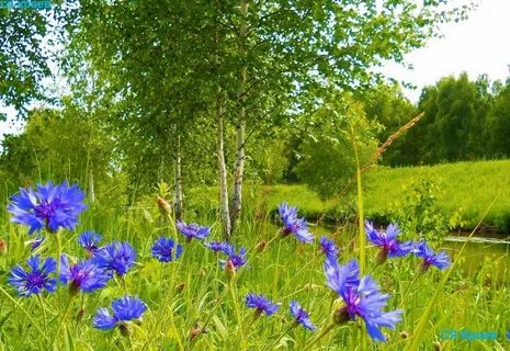 Ах васильки васильки