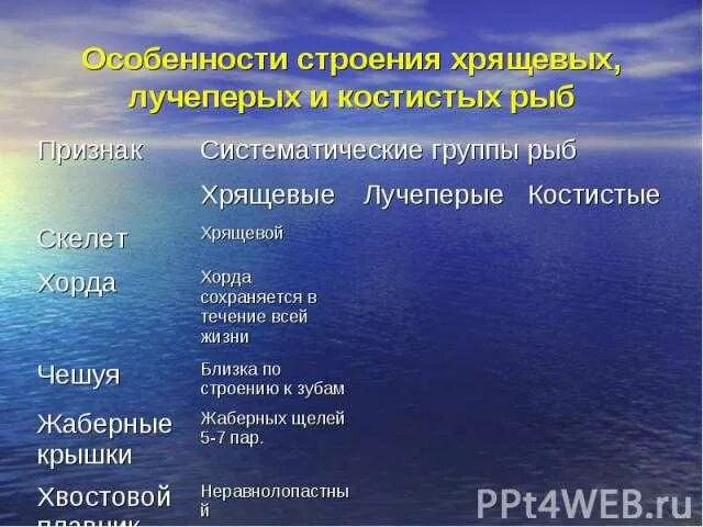 Характеристика групп рыб. Отряды лучеперых. Систематические группы хрящевых рыб. Общая характеристика лучеперых рыб. Особенности строения лучеперых рыб.