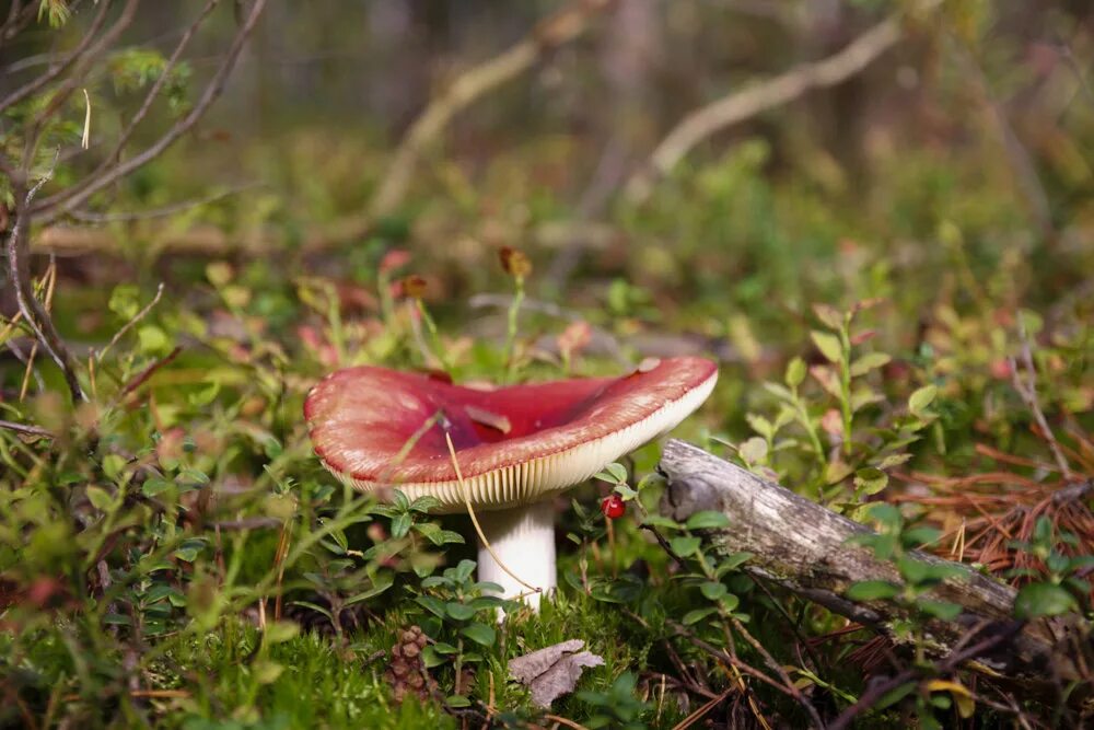 сыроежки разноцветные грибы. дети сыроежки. сыроежка бугорчато-лазоревая. сыроежка лесная. маска гриб сыроежка.