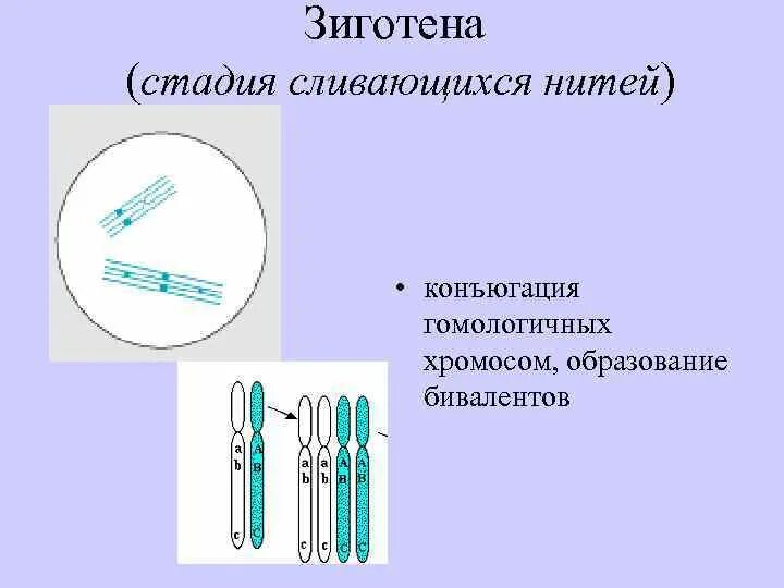 Стадия конъюгации гомологичных хромосом. Конъюгация хромосом. Конъюгация гомологических хромосом. Биваленты хромосом. Происходит конъюгация гомологичных хромосом.