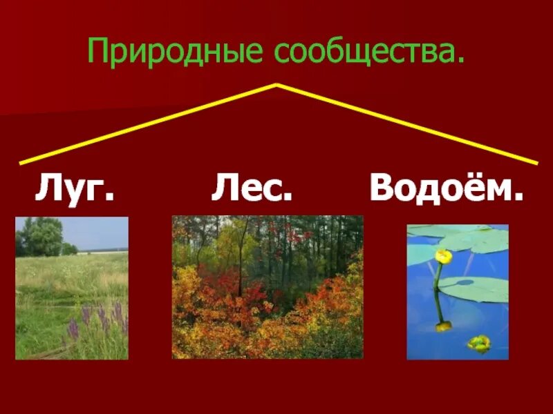 Что такое природное сообщество. Природное сообщество леса. природное сообщество водоем. природное сообщество лес луг. лес луг водоем природные сообщества.