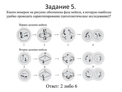 Фаза мейоза в которую формируются гаплоидные ядра