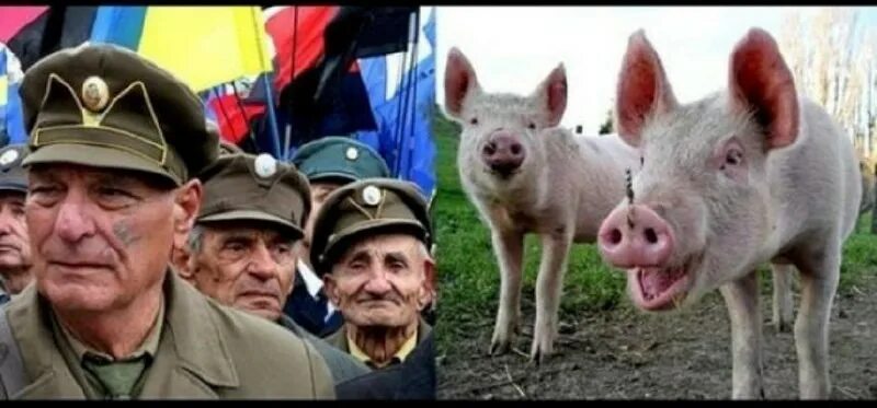 Свинособаки. Свинособака немцы назвали. Бандеровская кепка. Свинособаки фуражка упа. Свинособака упа.