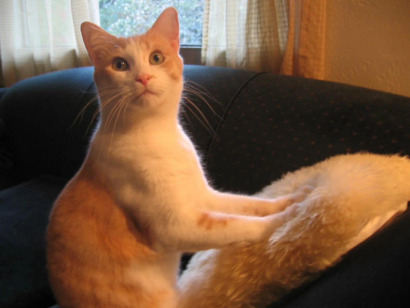 почему коты перебирают лапами. котик переминает лапками. почему коты перебирают лапами. почему коты перебирают лапами. котики мнут лапками одеяло.