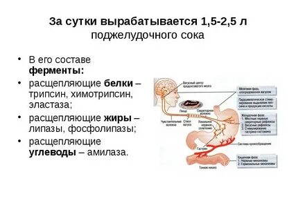 Панкреатический сок количество