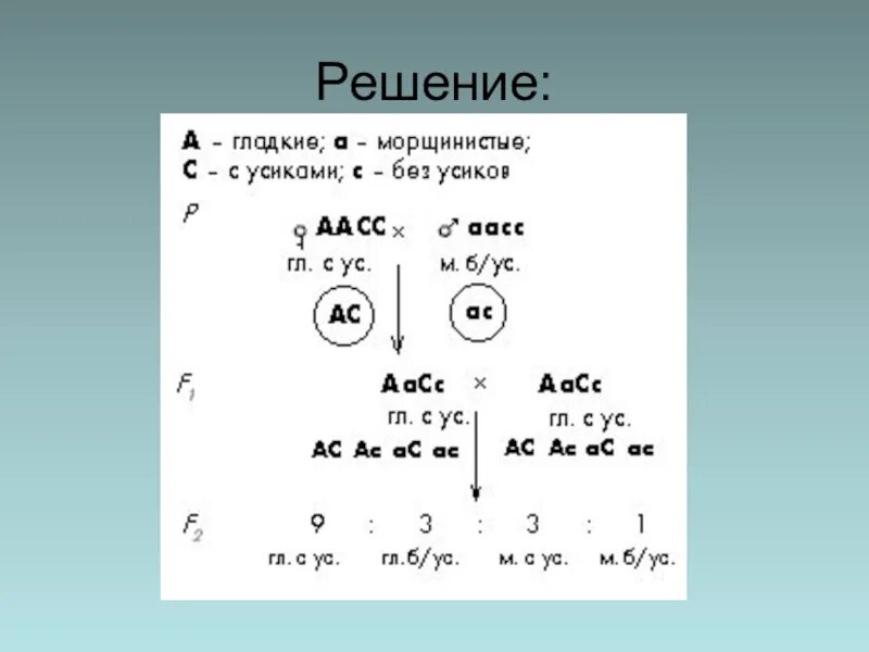 Анализирующее скрещивание. Задачи на анализирующее скрещивание с решением. Анализирующее скрещивание гетерозиготного организма. Презентация анализирующее скрещивание 10 кл профильный.