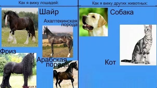 Perception Veterian Key