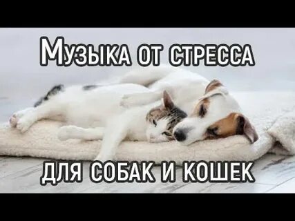 Успокаивает музыка для собак