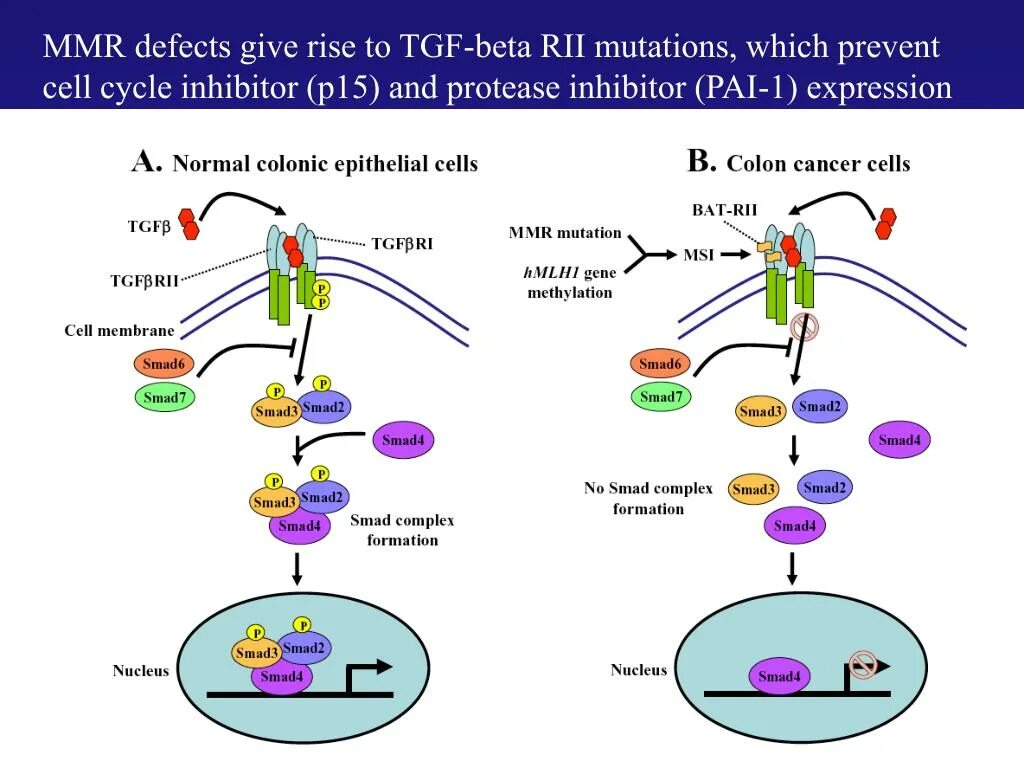 Ген apc. Tgf-b рисунок. apc ген. antimetastatic role of smad4 signaling in colorectal cancer. parp inhibitor hrd+ cancer and normal cell.