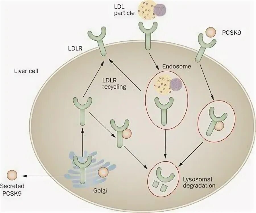 Ингибиторы pcsk9 механизм действия. Блокаторы pcsk9 механизм действия. Pcsk9 препараты. Ингибиторы pcsk9