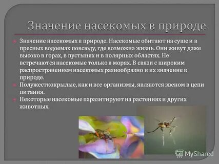 Слово клоп