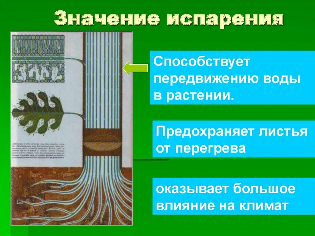 Испарение 6 класс биология кратко. Транспирация у растений. Каково значение испарения?. Испарение воды растениями. Значение испарения воды листьями.