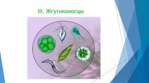 Автотрофные жгутиконосцы