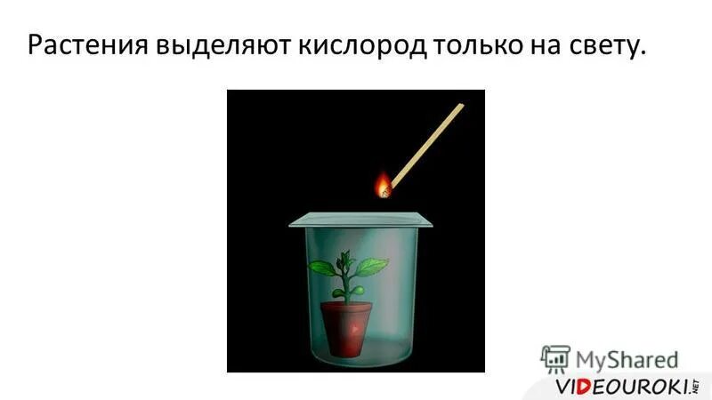 выделение растением кислорода на свету. особенности выделения у растений. почему цветок выделяет. как осуществляется выделение у растений. домашние растения для очистки воздуха.