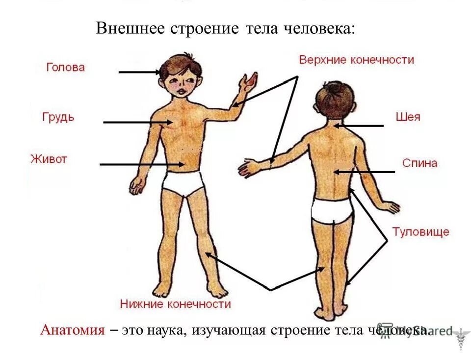 внешние органы человека. внутренние и внешние органы. окружающий мир строение тела человека. внешние органы человека 3 класс. строение тела человека.