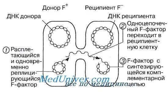 Размножение бактерий конъюгация. Половое размножение бактерий. Половое размножение бактерий схема. Половые процессы бактерий.