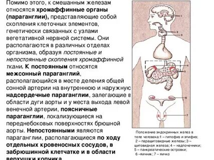 Слюнные железы внутренней секреции