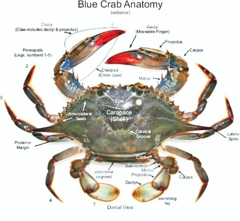 Конечности краба строение. Внешнее строение краба. Краб строение тела. Внутренне строение краба.