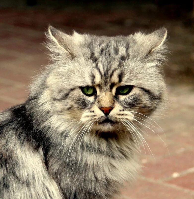 Котик обиделся. Обиженный кот. Обида котик. Обиженные котики. Кот отвернулся.