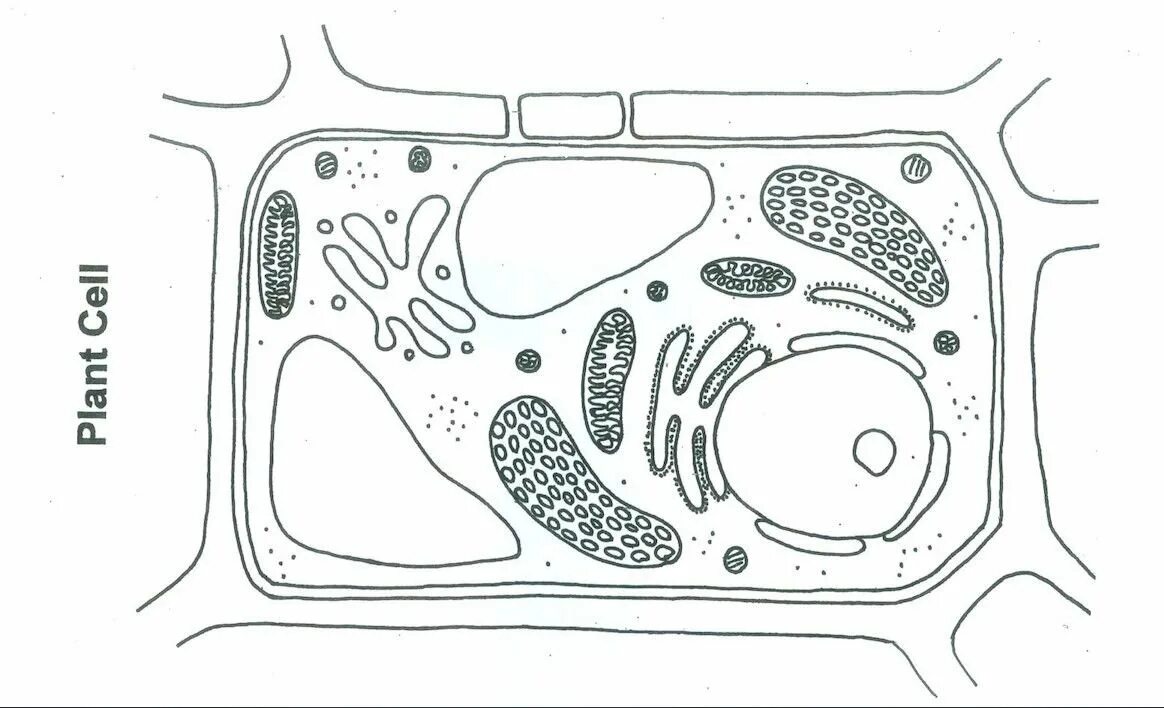 Обозначить рисунок растительной клетки. Строение растительной клетки 5 класс биология черно белый рисунок. Строение растительной клетки черно белый рисунок. Контур растительной клетки строение. Строение растительной клетки без подписей.