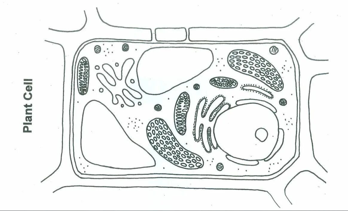 Рисунок растительной клетки 6 класс с обозначениями. Строение растительной клетки 5 класс биология черно белый рисунок. Контур растительной клетки строение. Строение растительной клетки чб. Строение растительной клетки рисунок с подписями.