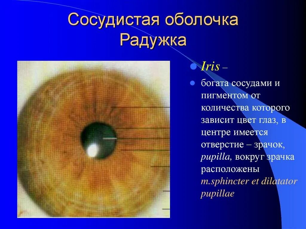 Радужка является частью оболочки глаза. Пигментный слой сосудистой оболочки глаза. Колобома радужной оболочки глаза. Сосудистая оболочка радужка. Мышцы радужной оболочки глаза.