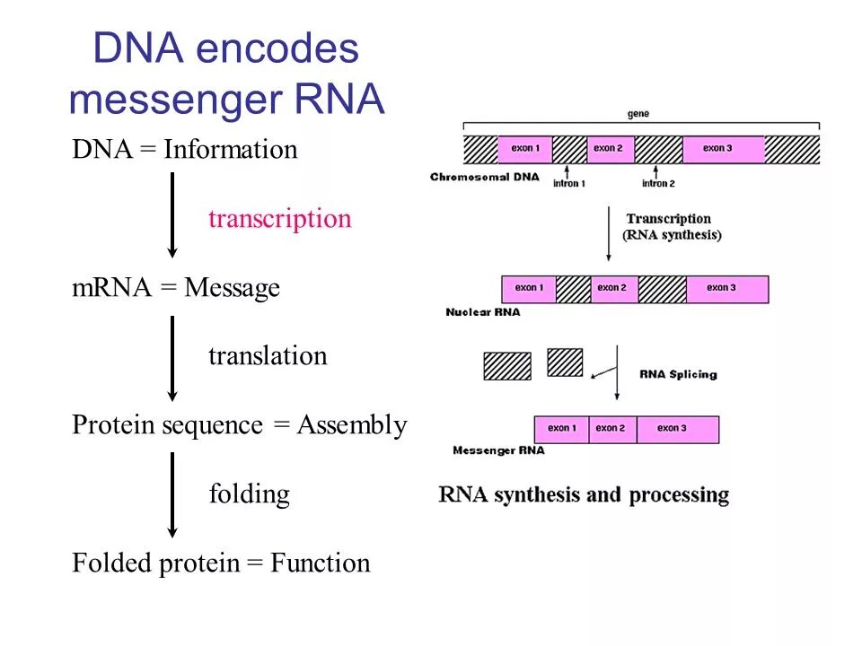 Encoding sequence. Процессинг мрнк. структура мрнк. сплайсинг фолдинг. protein sequence.