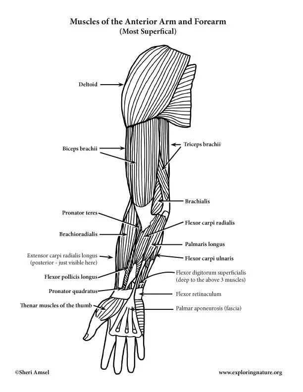 Изображение человека предплечье. Upper arm и forearm. предплечье анатомия. анатомия предплечья человека. мышцы предплечья рисунок.