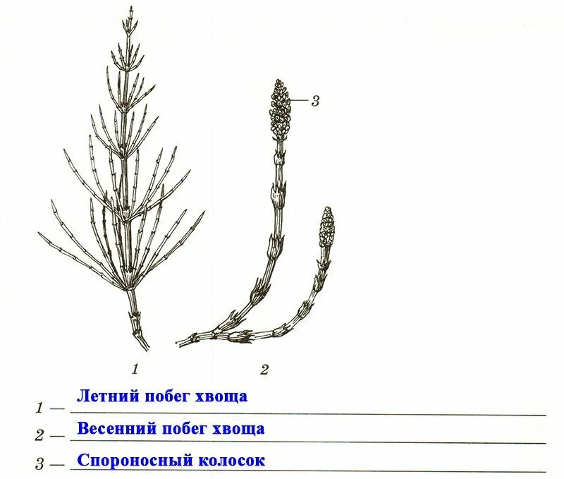Хвощ строение растения. Весенний побег хвоща строение. хвощ полевой строение. строение спороносящего хвоща. строение побега хвоща.