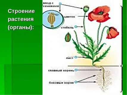 Строение органов растения 6 класс биология