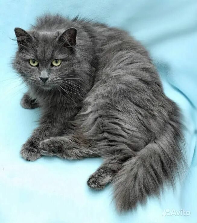 сибирский нибелунг метис. нибелунг порода. сибирский нибелунг длинношерстный. нибелунг порода. нибелунг кошка метис.