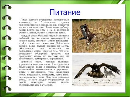 Чем питаются позвоночные животные