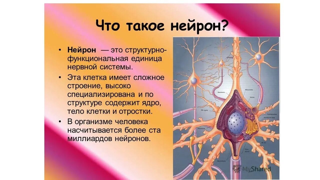 Сколько живет нерв. Строение нейрона человека. Структура нейронов нервной системы. Нейрон строение и функционирование. Строение тела нервной клетки.
