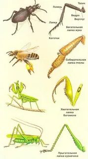 Насекомые 3 пары ходильных ног
