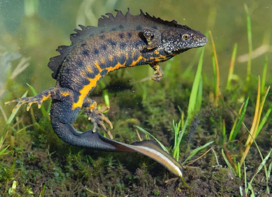 обыкновенный тритон. тритон ящерица. тритон лауренти. тритон пятнистый. тритон земноводное.