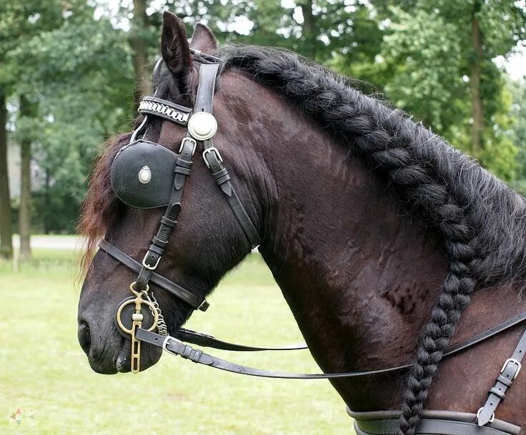 ladeeda.co Horses, Pretty horses, Show horses