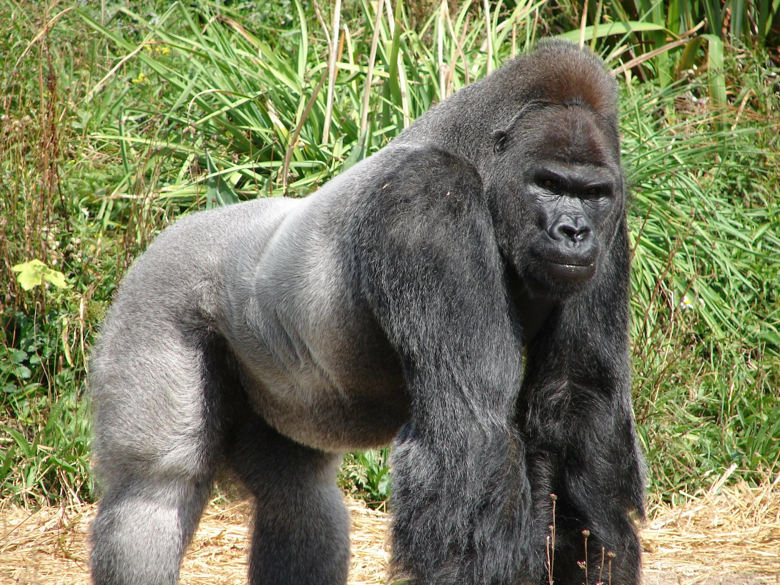 Самая человекообразная обезьяна. Карликовая горилла. Горилла, самец. Приматы горилла. Горилла Макумба.