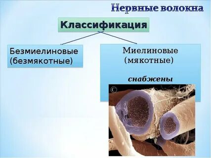 Виды волокон нервной ткани